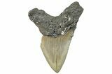 Bargain, Fossil Megalodon Tooth - Serrated Blade #297281-1